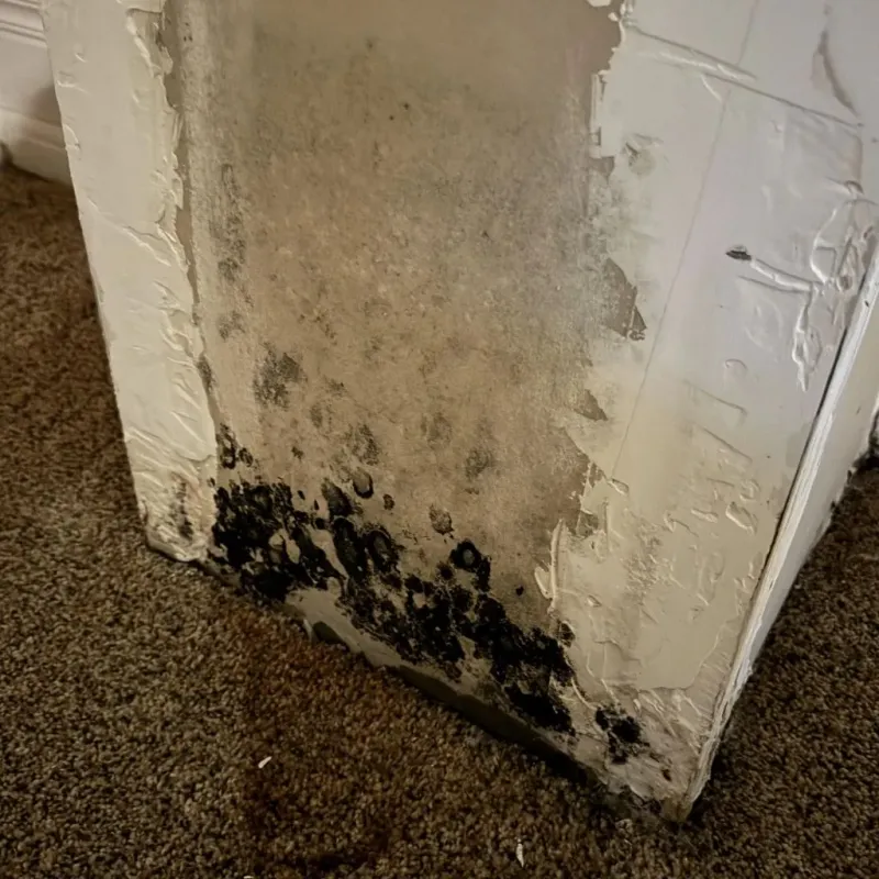 Professional Mold Removal in Holyoke, CO